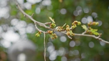 Pistacia mercimeği yakın plan. Murcia, İspanya 'ya özgü bir çalılık. Olgunlaşan meyvelerle bokeh arka plan.