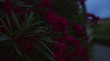Alacakaranlıkta Mallorca 'da güzel pembe neryum zakkum çiçeği. Açık havada, yemyeşil yapraklarla çerçevelenmiş İspanya. Akdeniz florasını işaret ediyor.