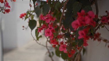 Bulanık beyaz bir arka planda canlı pembe bougainvillea spektabilis yakın plan.