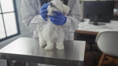 Veteriner bir kadın, modern ekipmanlarla veteriner kliniğindeki bir masada tüylü, beyaz bir köpeğini muayene ediyor..