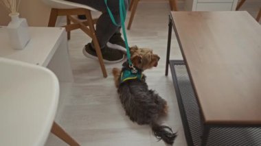Veteriner kliniğinde tasmalı köpeğiyle oturan bir adam modern mobilyalarla rahat bir odada bekliyor..