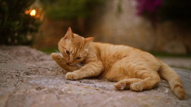 Kızıl kedi, sakin bir bahçede kayalık zeminde dinleniyor. Arka planda bulanık gece ışıkları var..