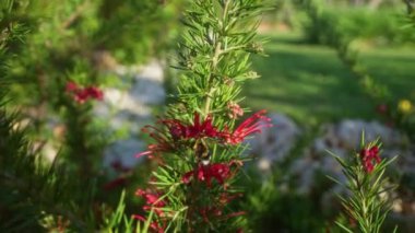 Grevillea ardıçkuşları, canlı kırmızı çiçekler sergiliyor, ve güneşli bir günde İtalya 'nın Puglia kentindeki açık bir bahçede yeşil yapraklar sergiliyor..