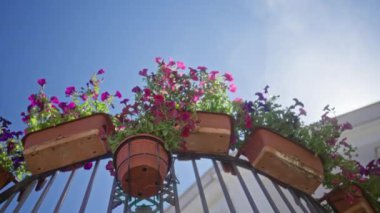 Çiçek saksılarındaki renkli petunyalar açık hava korkuluklarını süslüyor Puglia, İtalya 'da açık mavi gökyüzünün altında.