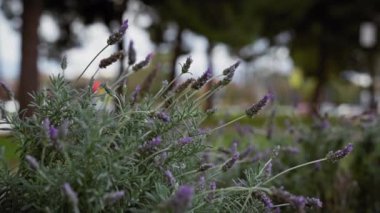 Lavandula Stoechas 'ın Murcia, İspanya' daki Odaklanamayan Akdeniz Parkı geçmişiyle yakın plan fotoğrafı..