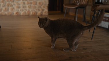 Bir İngiliz kısa hava kedisi, taş duvarı ve ahşap zemini olan rahat bir odada tetikte bekliyor..