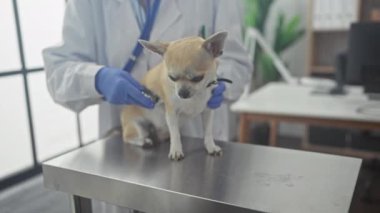 A mature woman veterinarian examines a chihuahua in a clinic room.