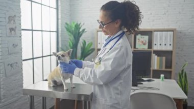 Parlak bir veteriner kliniğinde Chihuahua incelerken gülümseyen bir kadın veteriner onay veriyor..