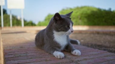 Arka planda yeşillik olan bir şehir parkında, kaldırımlı bir yolda oturan ve tımar eden gri bir kedi.