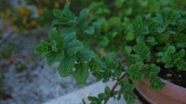Puglia, İtalya 'da açık bir tencerede yetişen naneli bitki mentha yakın plan taze yeşil yapraklar sergiliyor..