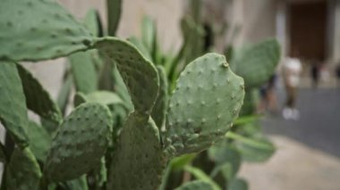 Bir kaktüs bitkisinin yakın çekimi, opuntia ficus-indica, arka planda insanların bulanık figürleriyle puglia, İtalya 'da, yaprakların dokusunu sergiliyor..
