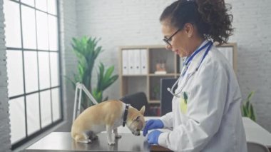 Orta yaşlı İspanyol bir veteriner, kapalı klinik ortamında bir chihuahua köpeğini muayene ediyor..