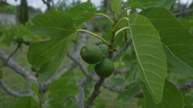 İncir ağacının yeşil incir dalına yakın çekim. Puglia, İtalya 'da açık havada yakalanmış..