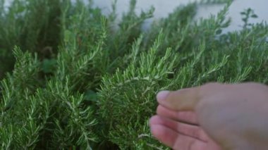 Puglia, İtalya 'da bir bahçedeki biberiye dallarına nazikçe dokunan birinin yakın plan görüntüsü..