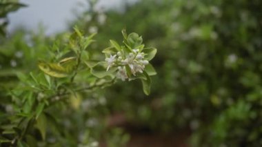 Bir meyve bahçesinde çiçek açan portakal ağacının üzerindeki narenciye çiçeğinin yakın çekimi.