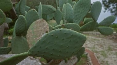 Bir kaktüs opuntia incir ağacının yakın çekimi, dikenli armut olarak da bilinir, açık havada Puglia, İtalya 'da yetişir, yeşil pedlerini ve arka planda manzaralı bir yolu olan küçük tomurcuklarını sergiler..