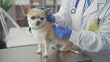 Yetişkin kadın veteriner, klinikte bir chihuahua köpeğini özen ve profesyonellikle muayene ediyor..