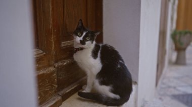 Gündüz vakti eski ahşap bir kapının yanında oturan siyah beyaz bir kedi..