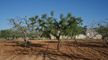 Puglia 'da, İtalya' da, badem ağaçları budanmış budanmış, güneşli, kırsal bir alanda berrak mavi gökyüzü ve geleneksel bir çiftlik evi manzarası olan.