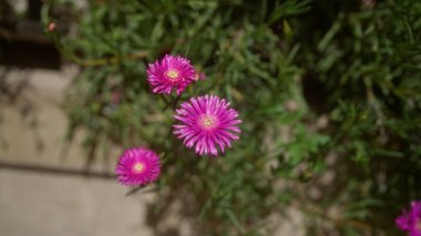 Sağlıklı delosperma kooperatifi açık havada canlı pembe çiçeklerle Puglia, İtalya 'da yemyeşil bir bahçede yaz boyunca açar..