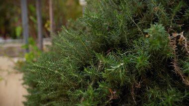 Murcia, İspanya 'da büyüyen biberiye rosmarinus officinalis fundalığının yakın çekim görüntüsü Akdeniz florasını yansıtıyor