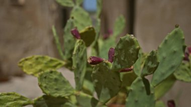 Dikenli armut kaktüsü, opuntia ficus-indica, Puglia, İtalya 'da açık havada, güneş ışığı altında yeşil pedler ve mor meyveler sergileniyor..