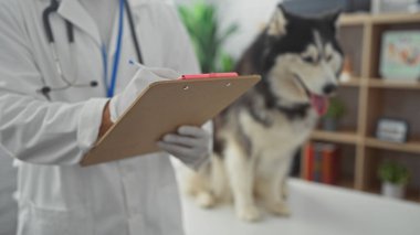 Beyaz önlüklü bir adam veteriner kliniğindeki bir Husky 'nin yanında not alıyor..