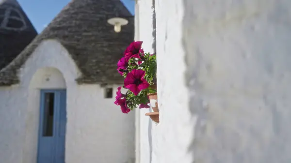 stock image Vibrant magenta petunias bloom in a clay pot on a white wall with traditional trulli houses and a blue door under clear skies in alberobello, italy.