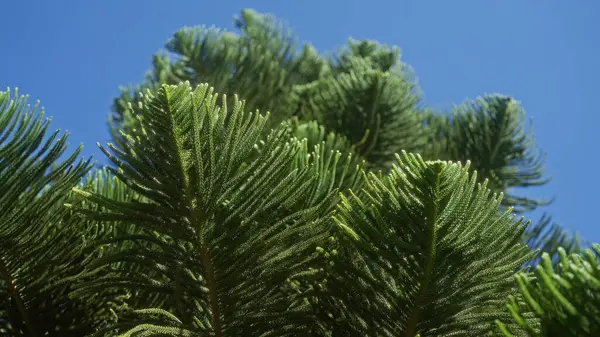 stock image Close-up of lush araucaria heterophylla foliage under a clear blue sky in puglia, southern italy.