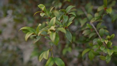 Murcia, İspanya 'daki Akdeniz bitkisinin yeşil yaprakları doğal yaşam alanını gözler önüne seriyor..