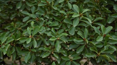 Akdeniz 'in yemyeşil yaprakları Murcia, İspanya' da yetişir.