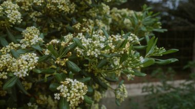 A flowering pittosporum tobira, commonly known as japanese mock orange, in full bloom outdoors in puglia, italy, with lush green leaves and small white flowers. clipart