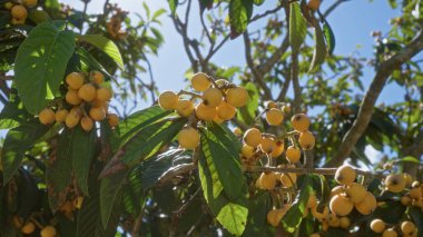 Sarı loquat meyveleri dallardan sarkan yemyeşil yapraklarla açık mavi gökyüzünün altında Puglia, İtalya 'da bir açık hava bahçesinde.