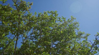 Bereketli keçiboynuzu dalları açık mavi gökyüzüne doğru uzanır Puglia 'da, yemyeşil yapraklar güneş ışığında parlayarak, sakin bir açık hava ortamı yaratır..