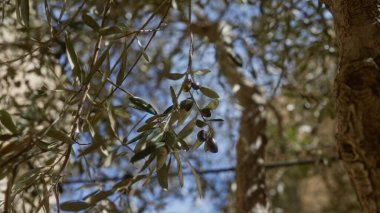 Olgun zeytinlerle dolu zeytin dalı açık bir gökyüzüne karşı Puglia, İtalya 'da, açık havada bir zeytin ağacının ayrıntılarını sergiliyor güneş ışığıyla yaprakları vurguluyor.