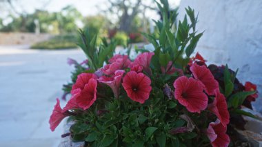 Parlak petunya çiçekleri, Puglia, İtalya, canlı yeşillik ve doğal Akdeniz güzelliğinde güneşli bir avlunun zemininde çiçek açar..