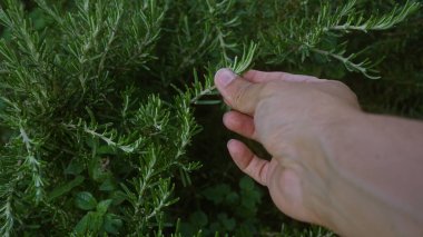 Bir adam Puglia, İtalya 'da açık bir bahçede, güzel kokulu biberiye, Rosmarinus Officinalis' i inceliyor. Yeşilliğin ortasında parmaklarıyla bereketli otları sergiliyor..