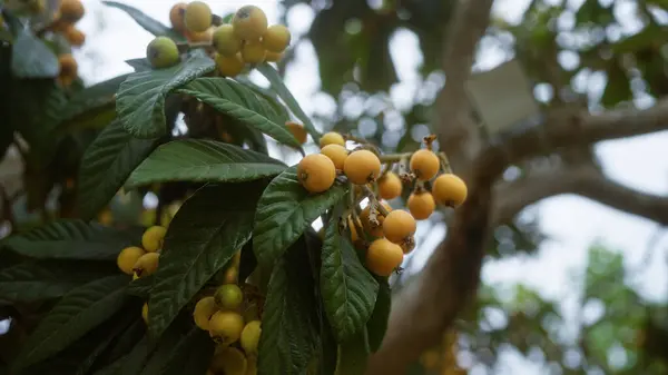 stock image Close-up of loquat branches with ripe yellow fruits in an outdoor garden in puglia, southern italy, showcasing the lush green leaves and tree in the natural environment.