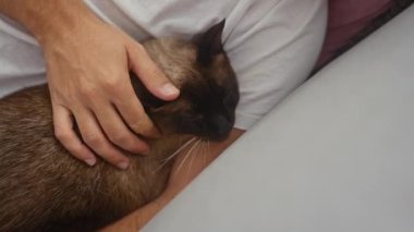 Bir adam, bir kanepede dinlenirken bir siyam kedisini nazikçe okşar, sakin bir evcil anı canlandırır..