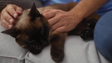 Bir adam, rahat bir odada kanepede dinlenen siyam kedisini besler.