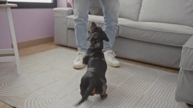 Adam özenli dachshund 'u ödüllendirir.