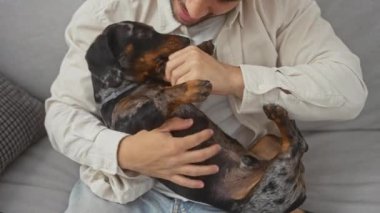 İspanyol bir adam evdeki dachshund köpeğiyle sevgi dolu bir şekilde iletişim kurar, rahat bir evde arkadaşlık eder..