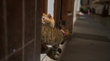 İki kedi, bir portakal ve bir tekir, açık ahşap bir kapının eşiğinde etkileşim ve keşif yapıyorlar..