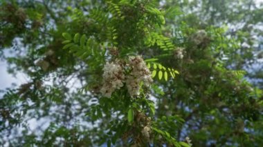 Çekirge çiçekleri, robinia psödoacia olarak da bilinir, açık mavi bir gökyüzünün altında, Puglia, İtalya 'da açık havada yakalanan canlı yeşil yapraklar..