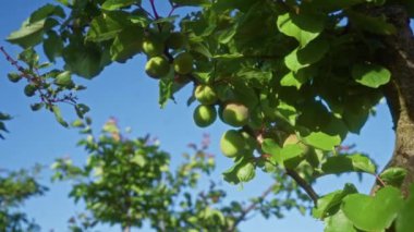 Parlak mavi gökyüzünün altında olgunlaşan yeşil kayısılar ve Puglia 'daki bir meyve bahçesinde yemyeşil yapraklar Güney İtalya' nın doğal cömertliğinin güzelliğini vurguluyor..