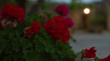 Alacakaranlıkta, Puglia, İtalya 'da, açık havada canlı kırmızı sardunya çiçekleri. Arka planda taş bir duvar ve parlayan bir ışık var..