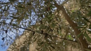 Yeşil zeytinli zeytin dalları ve açık havada puglia, İtalya 'da güneşli bir gökyüzünün altında Akdeniz florasını betimleyen yapraklar..