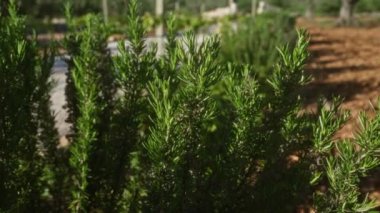 Bereketli Rosemary Rosmarinus officinalis açık havada Puglia, İtalya 'da bir bahçede yetişiyor. Parlak güneş ışığıyla aydınlatılmış ve arka planda belirgin bir yol var..