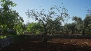 Yalnız bir zeytin ağacı açık mavi gökyüzünün altında, İtalya 'nın Puglia şehrinde bir zeytin koruluğunun ortasında duruyor..