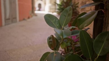 Puglia, İtalya 'da güneşli bir sokakta, kauçuk bitkinin yakın çekimi dar sokağın sıcak tonlarına karşı canlı yeşil yaprakları vurguluyor..